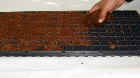 Fibra de coco como sustrato utilizado en charolas de germinación