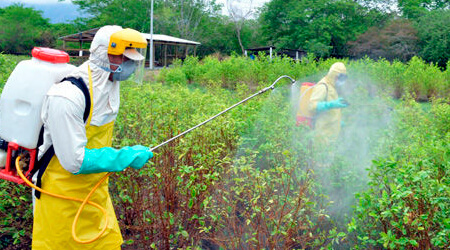 Técnico fumigando cultivo 