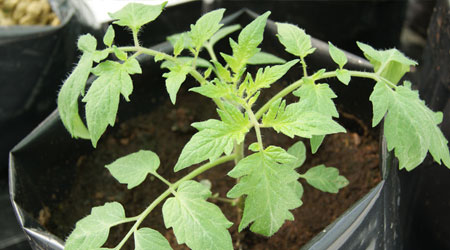 planta de jitomate sembarada en sustrato