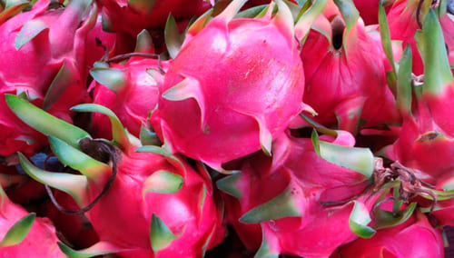 Fertilización del cultivo de pitahaya igual a mayor calidad 