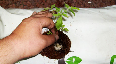 trasplante de jitomate a boli de fibra de coco transplante
