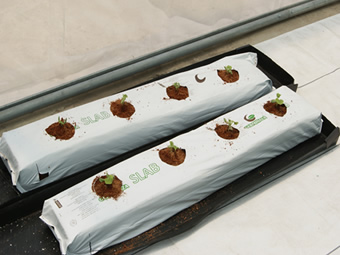 Bolis o Slabs de fibra de coco