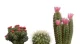 Semillas de Cactus variados