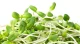 Semilla de girasol para microgreens
