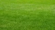 Semilla para pasto campos deportivos