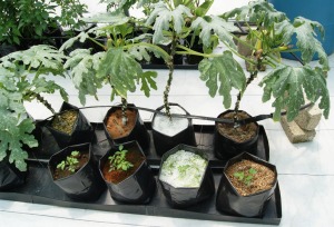 Bolsas para vivero en el cultivo con sustratos hidropónicos