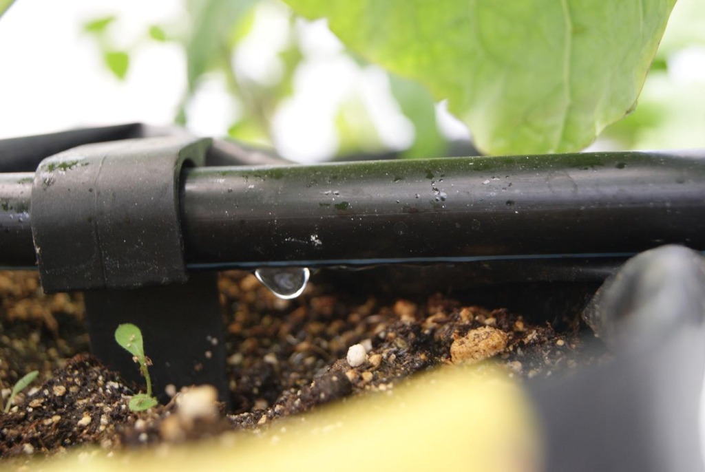 Riego por goteo con solución nutritiva Hoagland