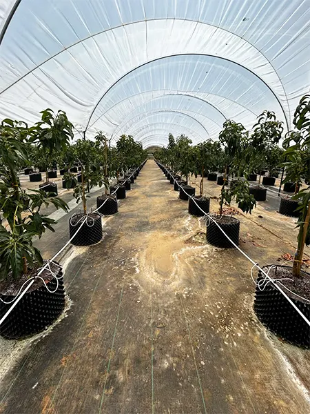 Cultivo de aguacates en macetas air growers 