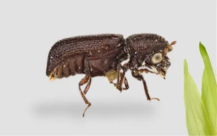 Control con tierra de diatomeas con barrenador grande del grano