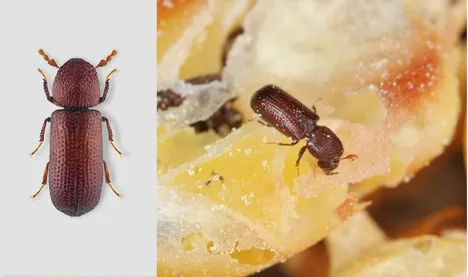 Barrenillo de los granos, control con tierra de diatomeas