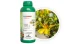 Fungicida Orgánico Extracto de Gobernadora BioGober Plus | 1L