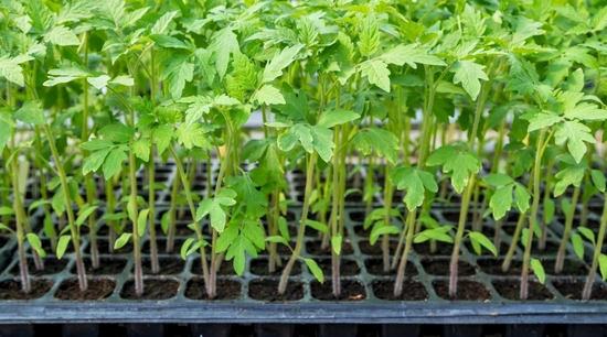 Charolas de Germinación: Selección, Uso y Consejos Prácticos