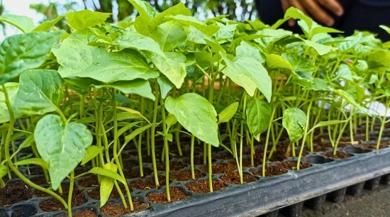 Cómo Elegir la Mejor Charola de Germinación según tu Cultivo