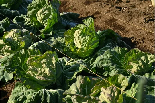 Cultivo de col en suelo