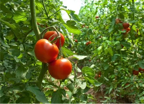 Cultivo de jitomate en suelo con fertilizantes complejos 