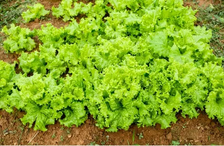 Cultivo de lechugas con Fertilizante nitrofoska