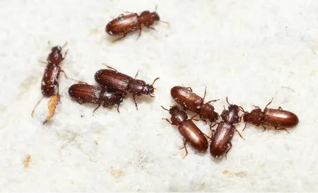 El escarabajo castaño controlado con tierra de diatomeas