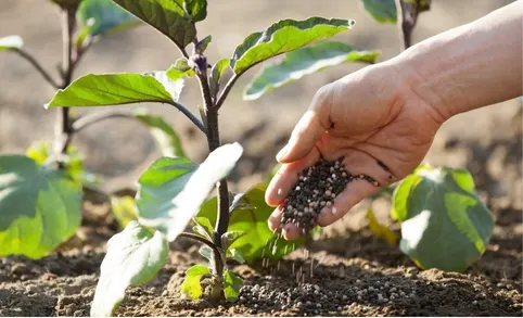 Fertilización manual 