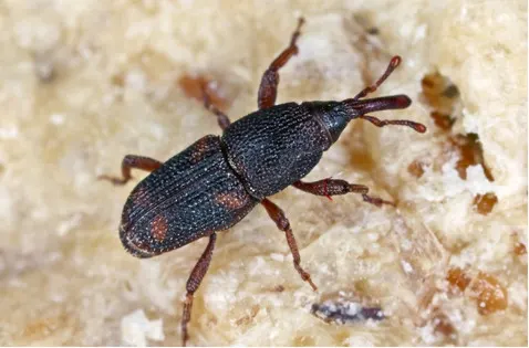 Gorgojo del maíz controlado con tierra de diatomeas