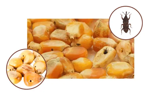 Plagas en granos de maíz