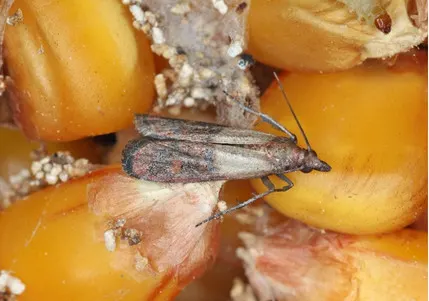Polilla bandeada puede ser controlada con tierra de diatomeas