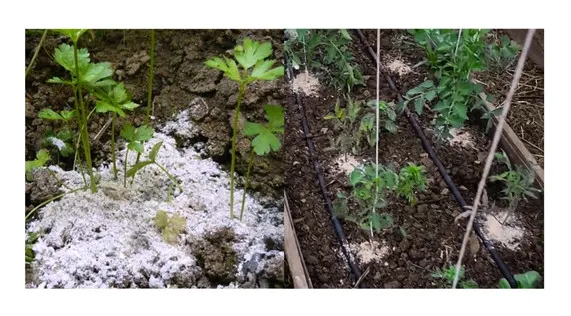 Uso en suelo de tierra de diatomeas