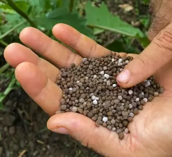 Fertilizante nitrofoska mejor opción de el DAP 