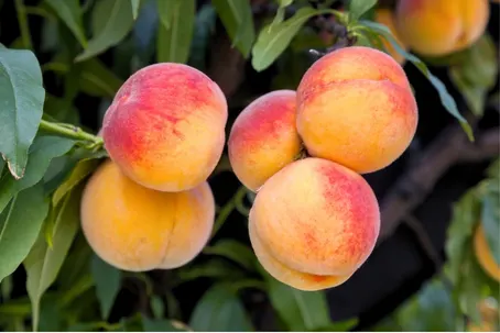 Fertilizante nitrofoska mejora el rendimiento de frutales de hueso 