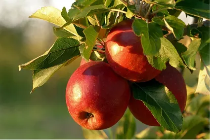 Fertilizante nitrofoska para mejora la producción de frutales de pepita 
