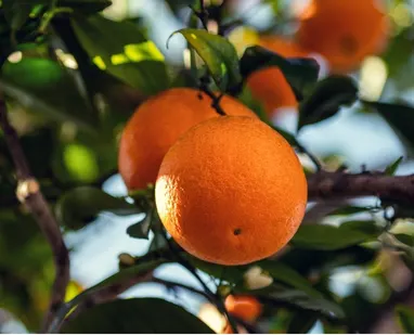 Incrementa el rendimiento con Fertilizante nitrofoska en cítricos 