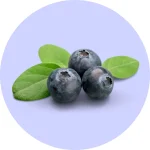 Cultivo de Arándanos