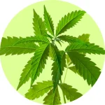 Grow Shop