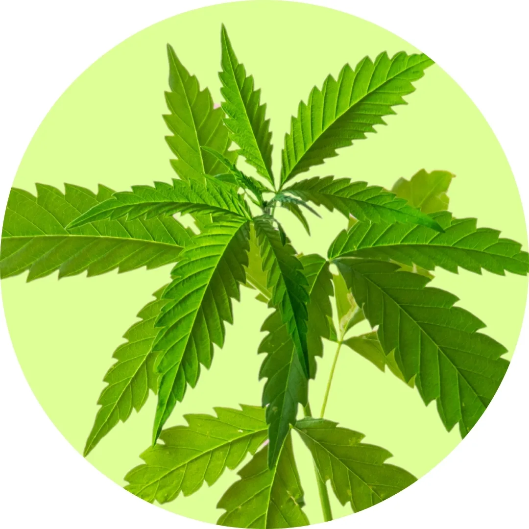 Grow Shop
