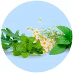 Semillas medicinales y hierbas comestibles