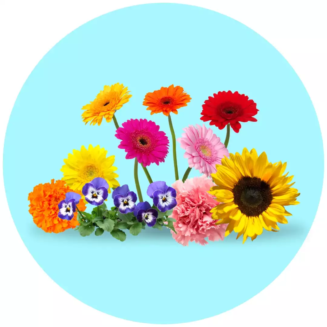 Semillas de Flores para sembrar