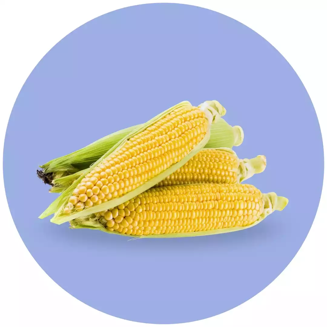 Semillas de Maíz
