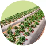 Plástico para Acolchado Agrícola
