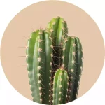 Semillas de cactáceas y suculentas