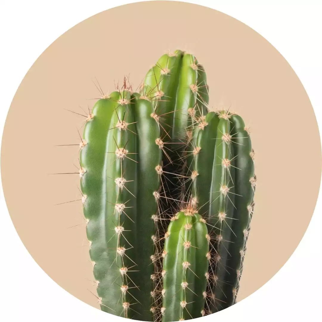 Semillas de cactáceas y suculentas
