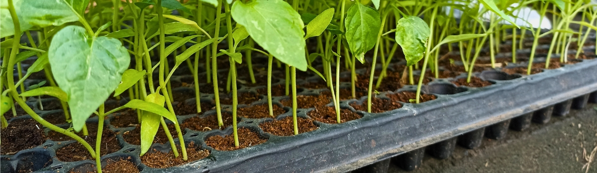 Cómo Elegir la Mejor Charola de Germinación según tu Cultivo.