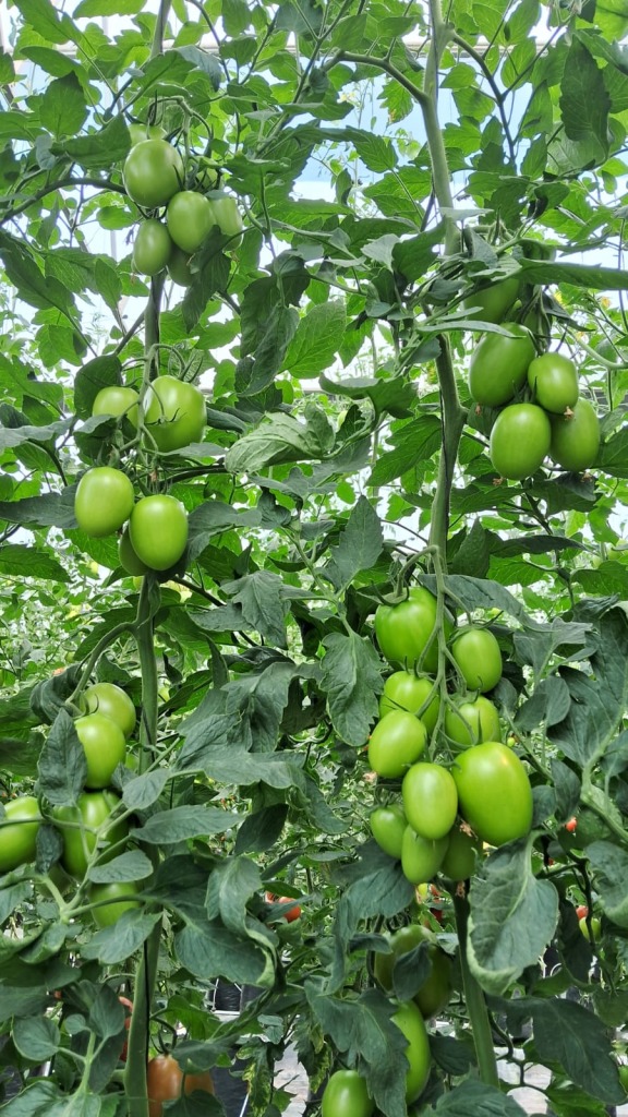 Incremento de rendimiento por el injertado de plántulas de jitomate