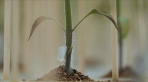 Corte para injertado de plántulas de jitomate