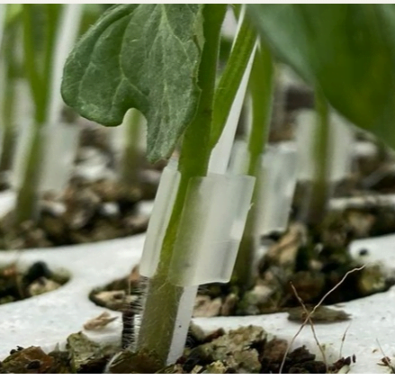 Injertado de plántulas de jitomate