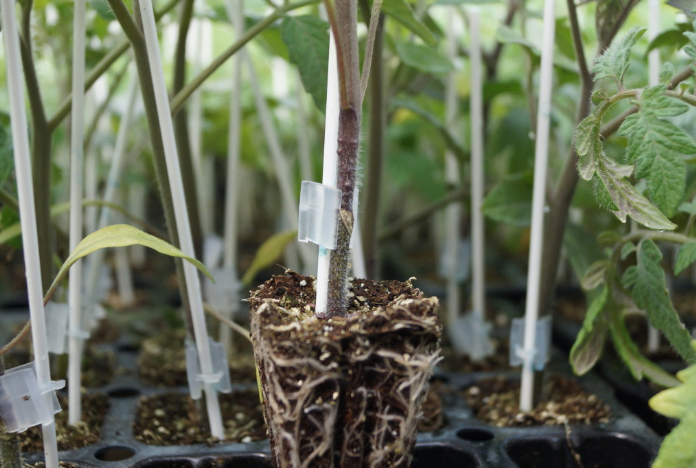 Injertado de plántulas de jitomate listas para trasplante