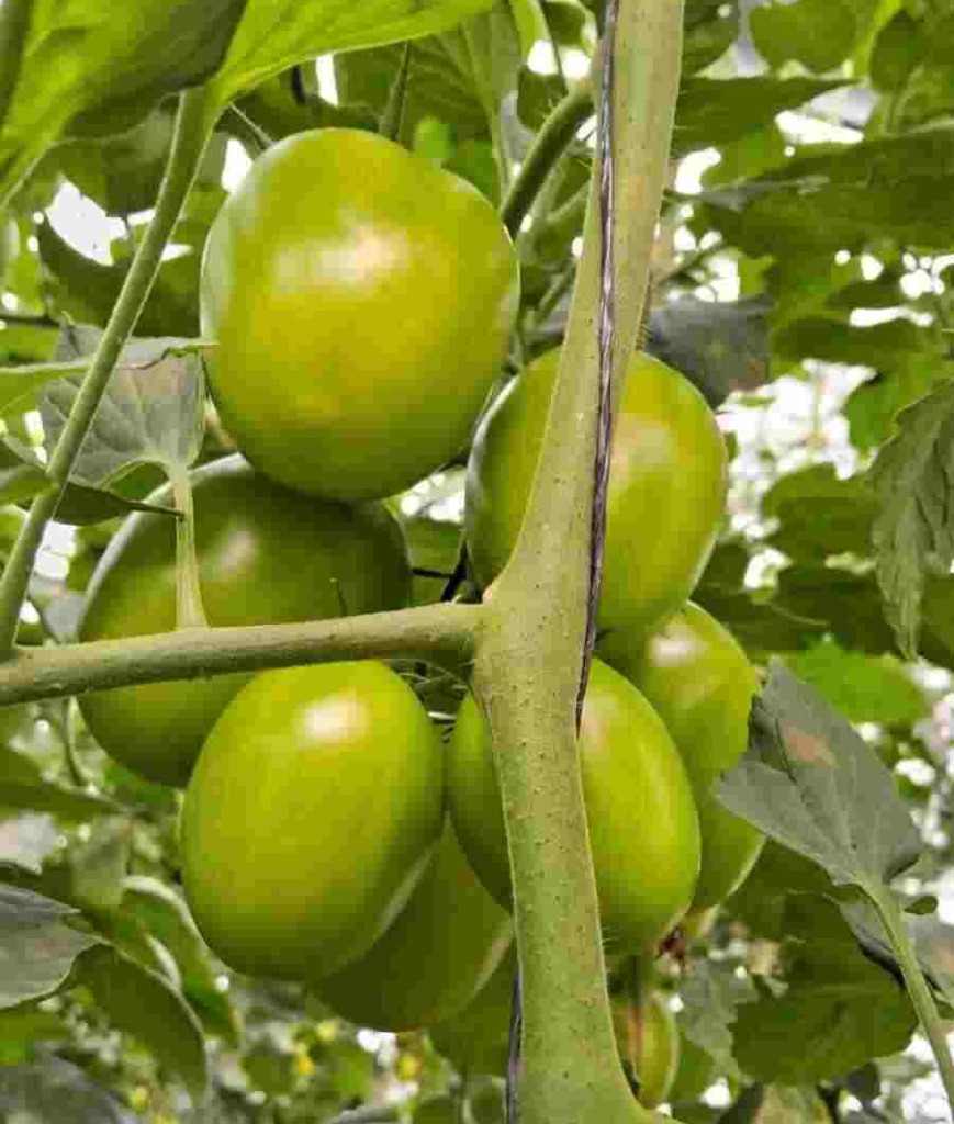 Aumento en la calidad de la cosecha por injertado de plántulas de jitomate