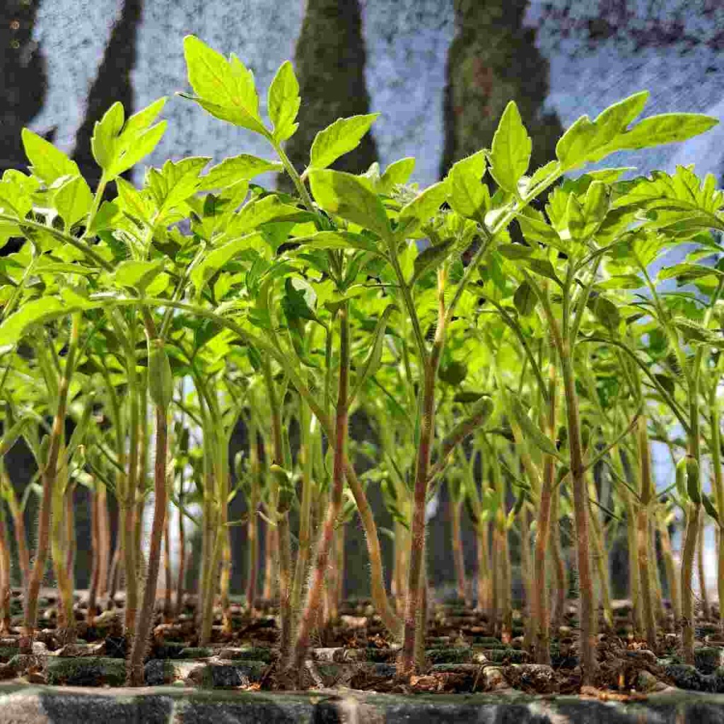 Plántulas libres de Virus