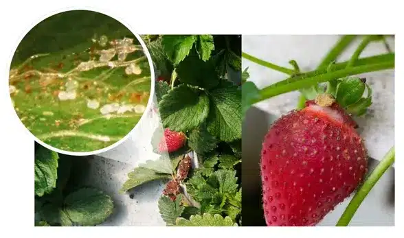 Plagas en el cultivo de fresa: Identificación y control