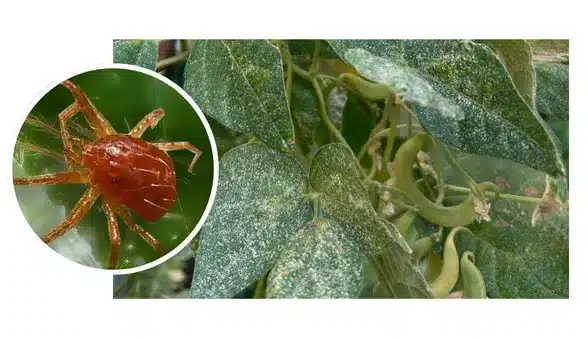 Arañita roja en cultivo de fresa