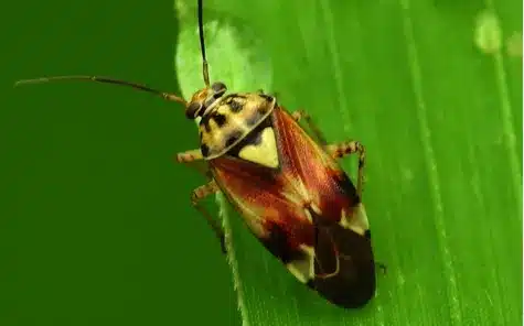 Plagas en el cultivo de fresa: Chinche Lygus