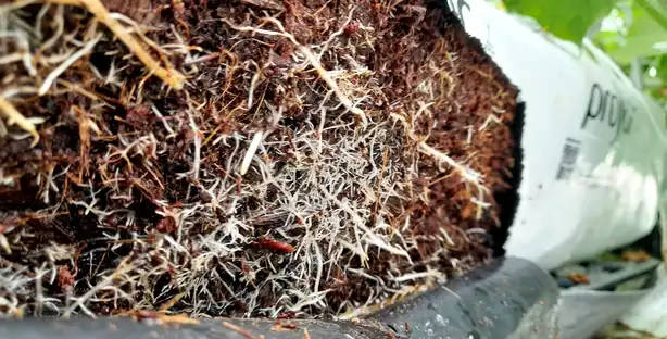 Raíz sana en cultivo en fibra de coco por conductividad eléctrica adecuada 